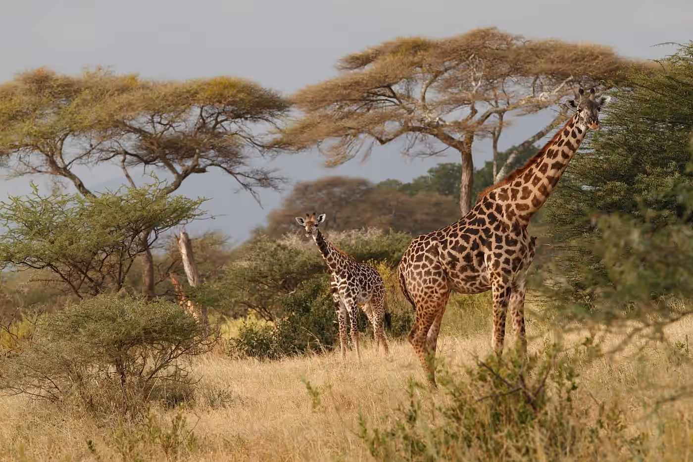 Burunge Wildlife Management Area Gallery Image 1