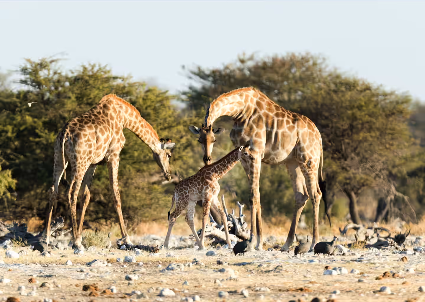 Mikumi National Park