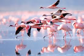 Lake Natron Gallery Image 7