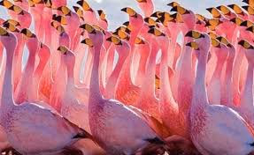 Lake Natron Gallery Image 8