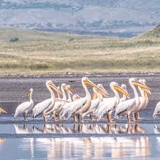 Lake Natron Gallery Image 5