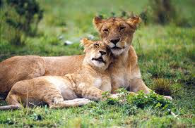 Kwandwe Private Game Reserve Gallery Image 5