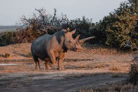 Kwandwe Private Game Reserve Gallery Image 6