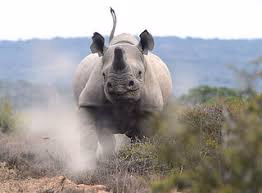 Kwandwe Private Game Reserve