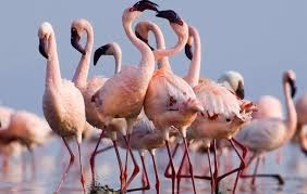 Lake Natron