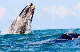 Agulhas National Park