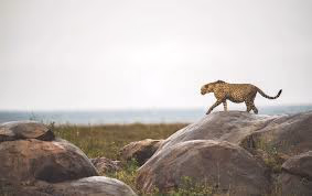 Eastern Serengeti (including Soit Le Motonyi and Gol Kopjes) Gallery Image 3