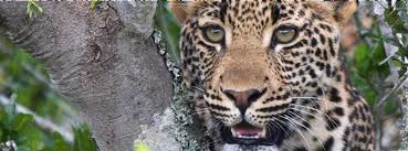 Kwandwe Private Game Reserve Gallery Image 4