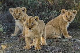 Kwandwe Private Game Reserve Gallery Image 1