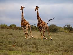 Kwandwe Private Game Reserve Gallery Image 7