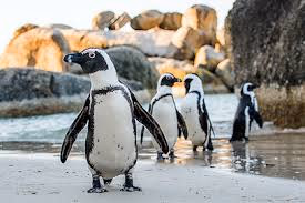 Table Mountain National Park