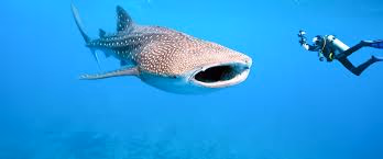 Thanda Island Gallery Image 7