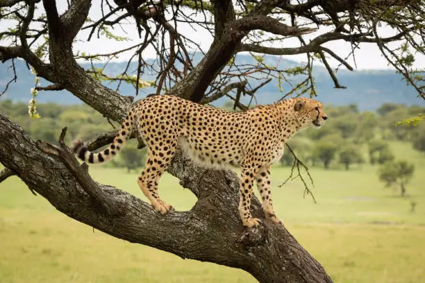 Central Serengeti (Seronera Valley) Gallery Image 5