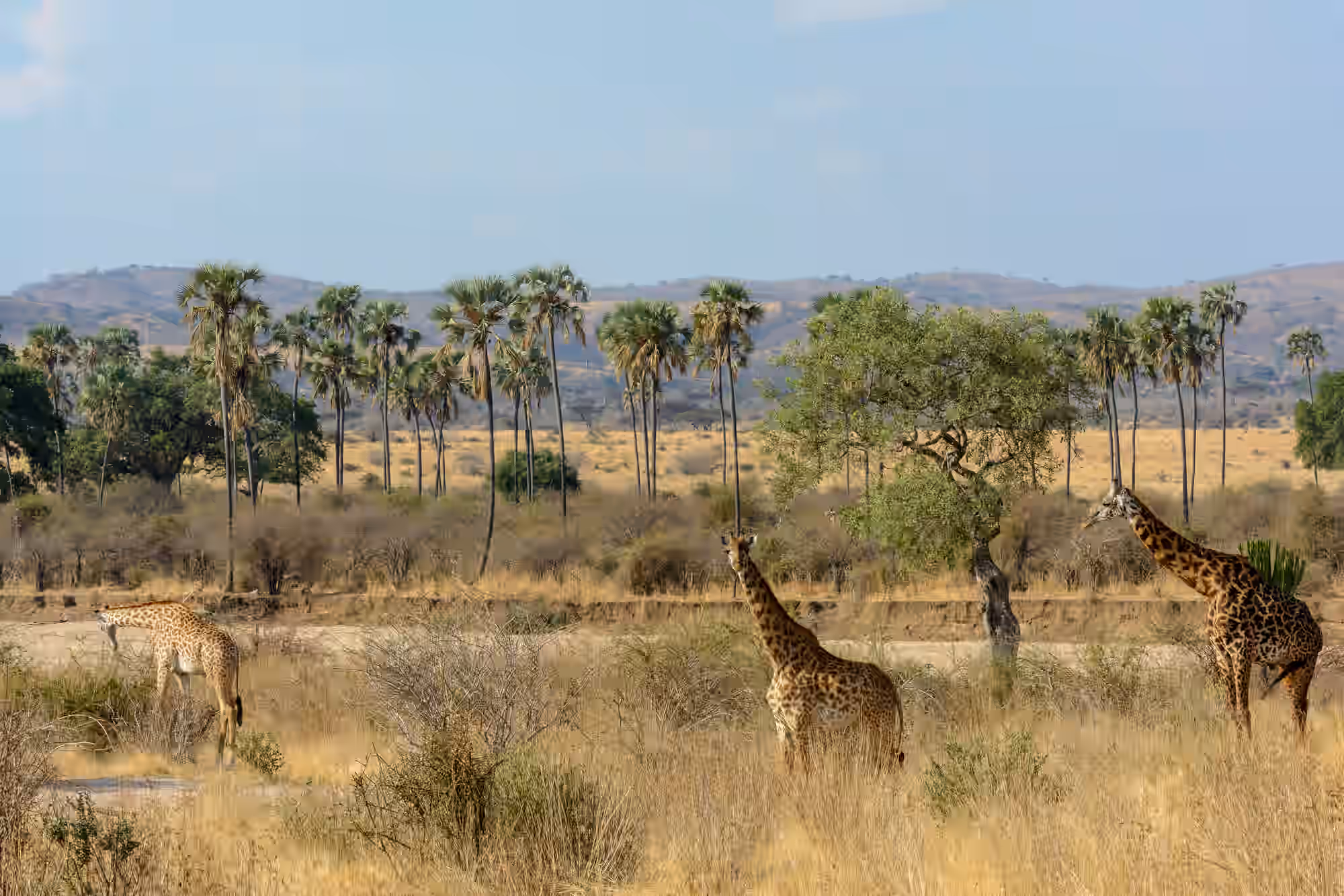 Ruaha National Park Gallery Image 3