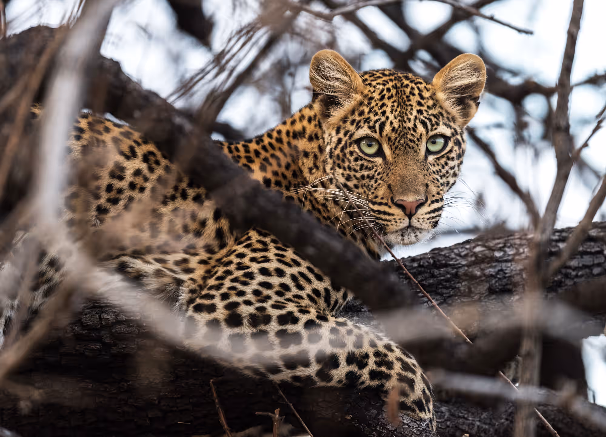 Ruaha National Park Gallery Image 4