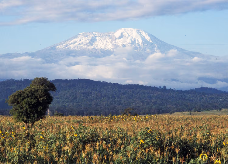 Kilimanjaro National Park Gallery Image 3