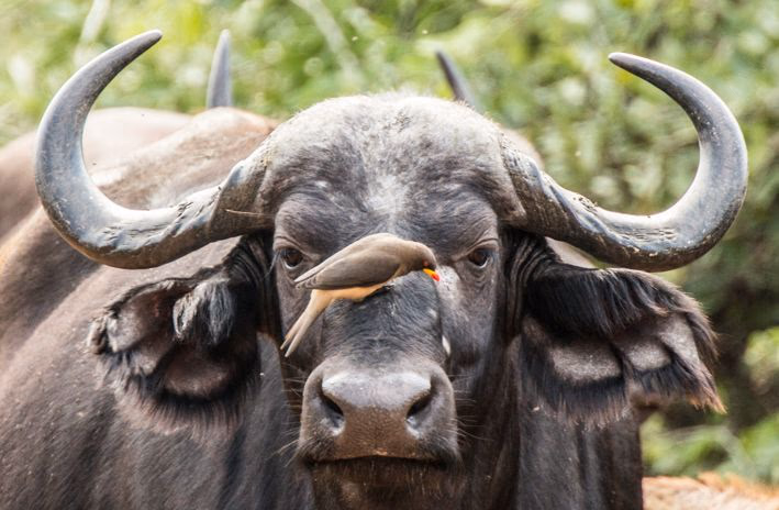 Buffalo Springs National Reserve