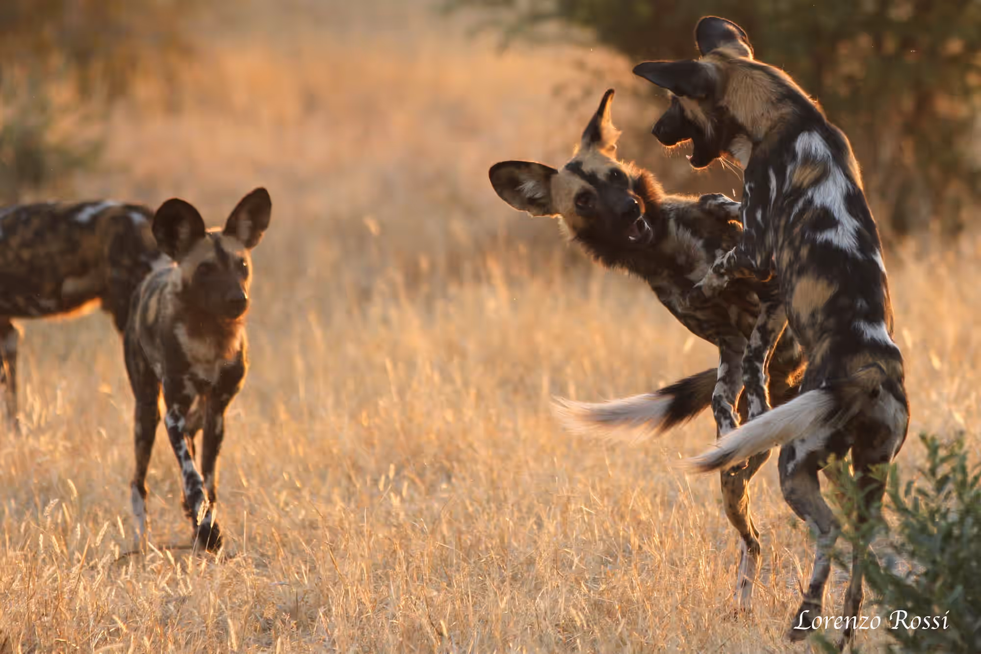 Ruaha National Park Gallery Image 2