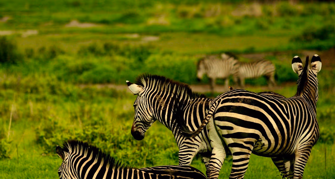 Ruaha National Park Gallery Image 1