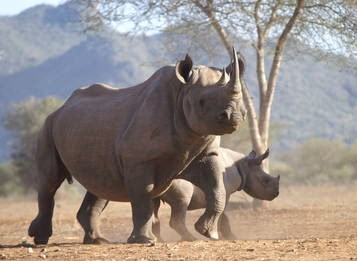 Mkomazi National Park