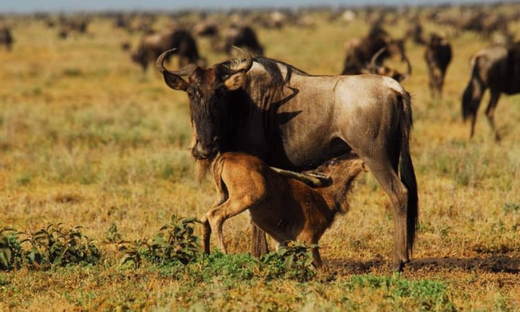 Ndutu, Ngorongoro