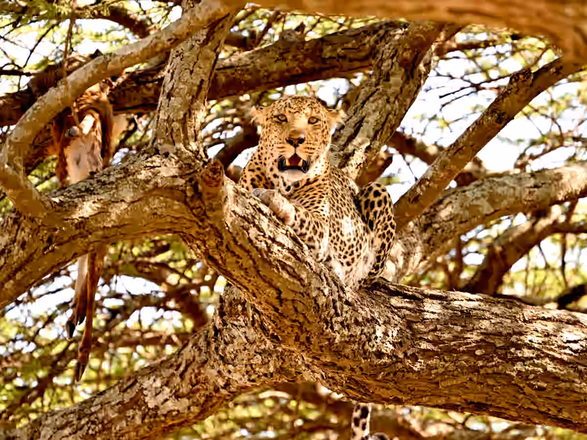 Central Serengeti (Seronera Valley) Gallery Image 4