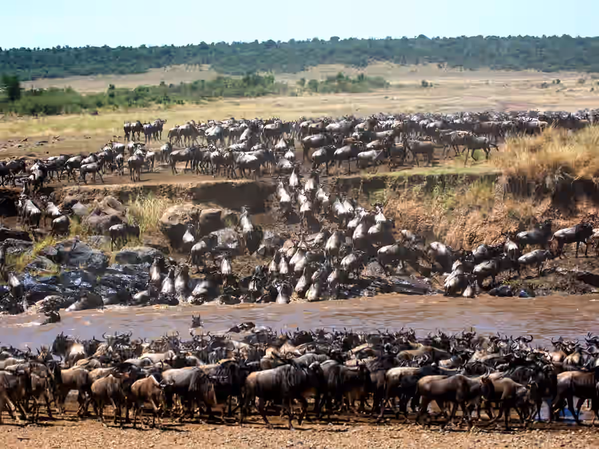 Northern Serengeti (Kogatende) Gallery Image 1