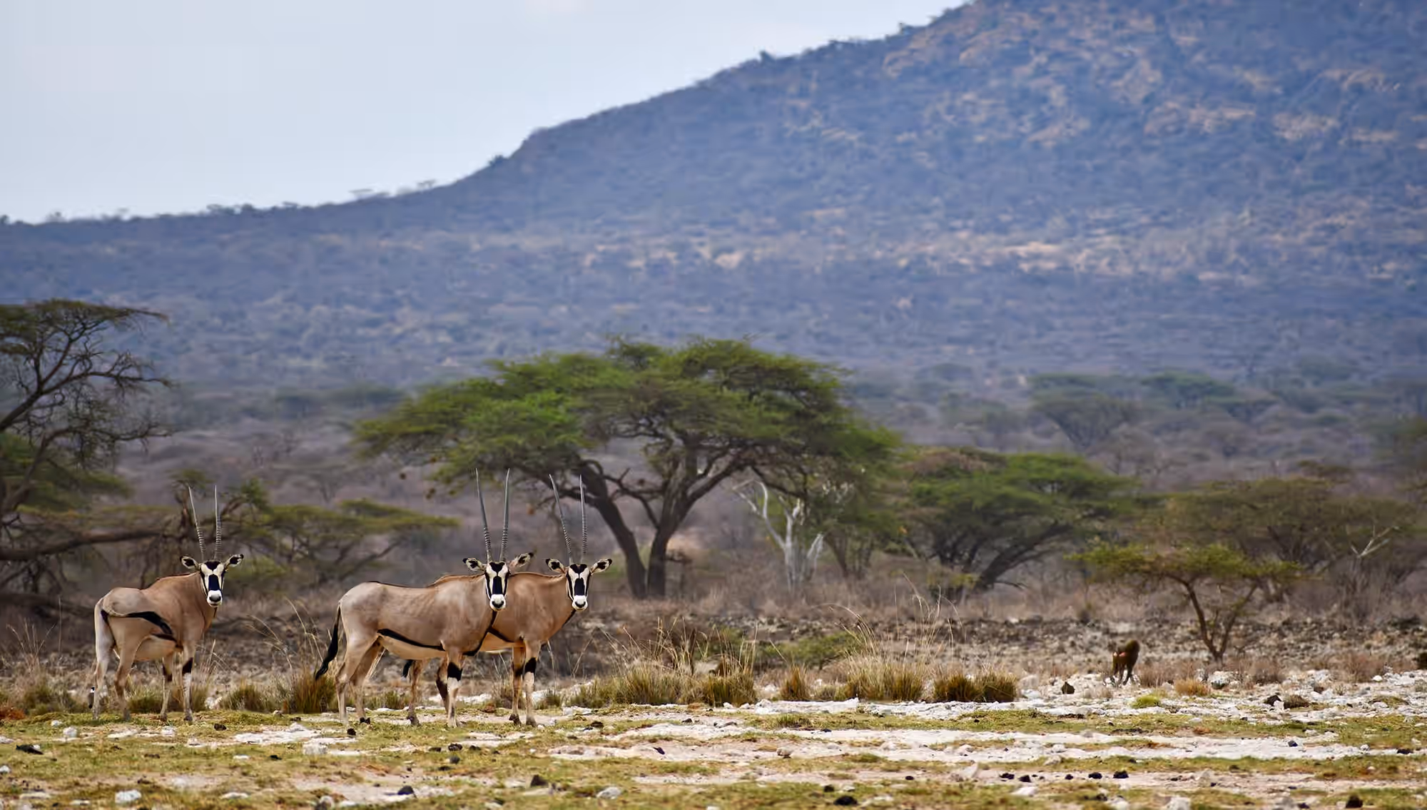 Shaba National Reserve