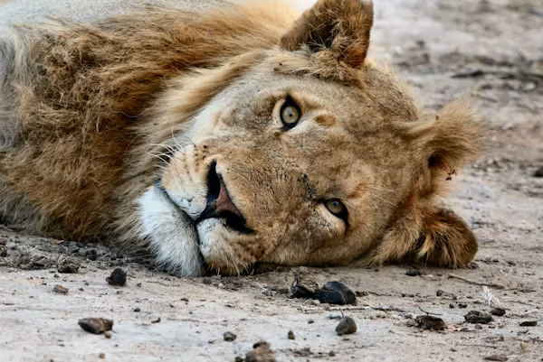 Central Serengeti (Seronera Valley) Gallery Image 2