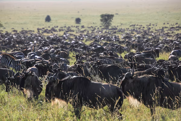 Central Serengeti (Seronera Valley) Gallery Image 1
