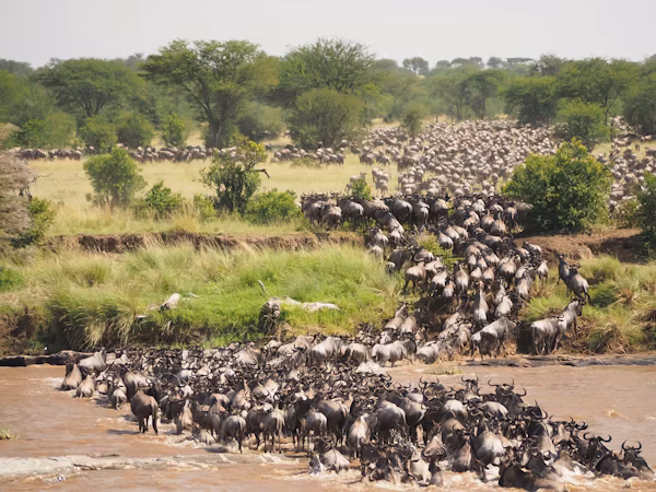 Northern Serengeti (Kogatende)