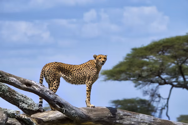 Central Serengeti (Seronera Valley) Gallery Image 6