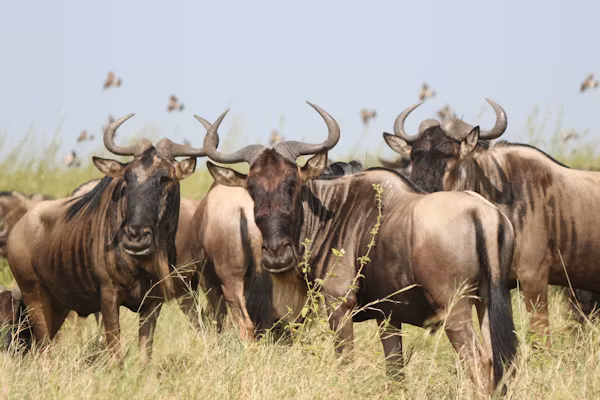 Central Serengeti (Seronera Valley)