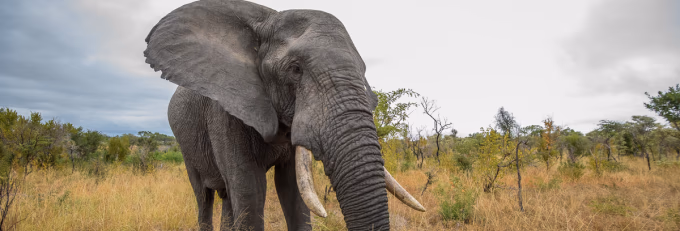Addo Elephant National Park