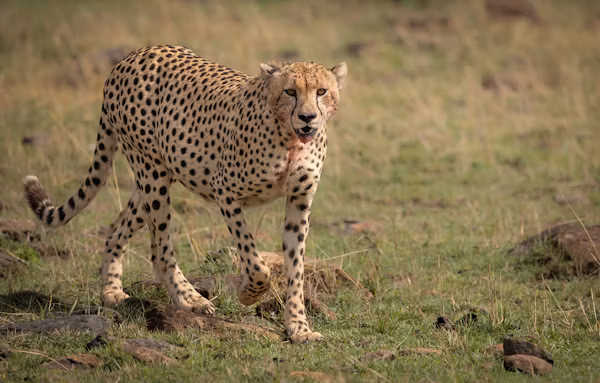Northern Serengeti (Kogatende) Gallery Image 2