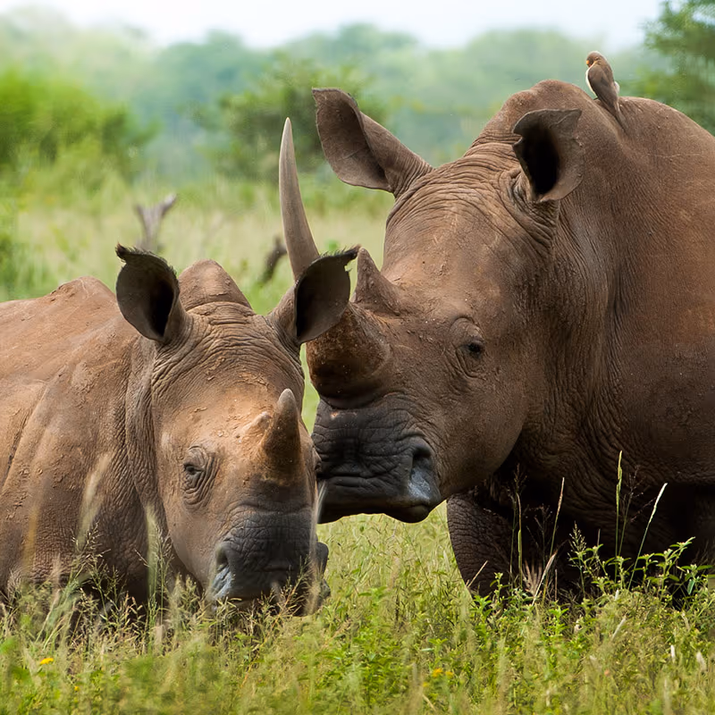 Sabi Sand Game Reserve