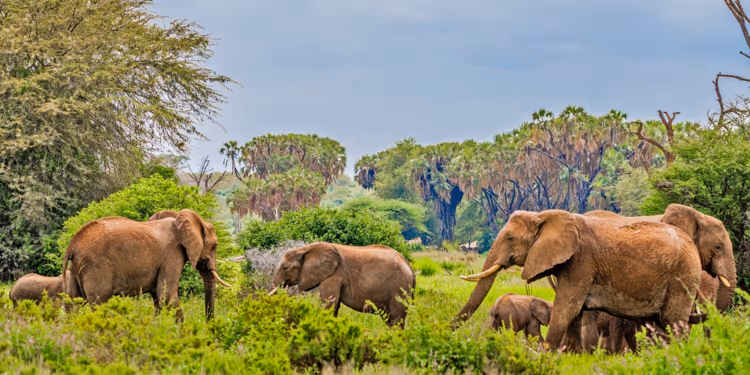 Samburu National Reserve