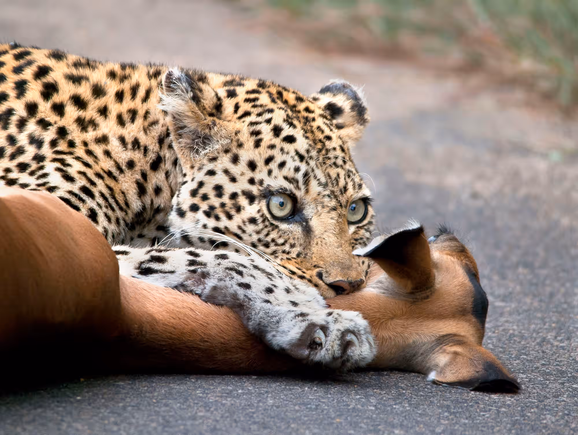 Kruger National Park