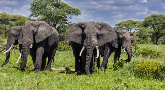 Tarangire National Park