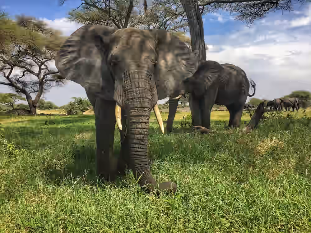 Tarangire National Park Gallery Image 4