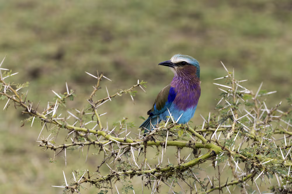 Tarangire National Park Gallery Image 2