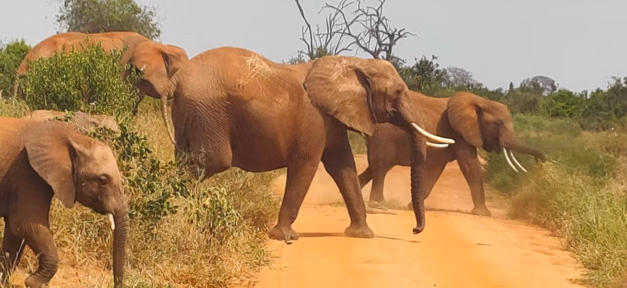 Tsavo East National Park