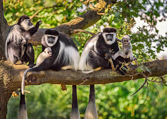 Arusha National Park