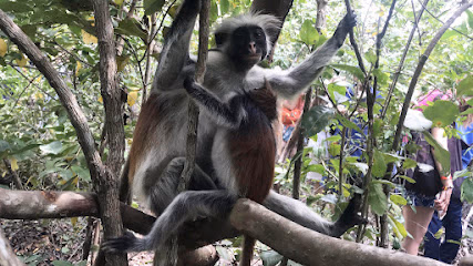 Jozani Chwaka Bay National Park