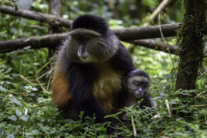 Gishwati-Mukura National Park
