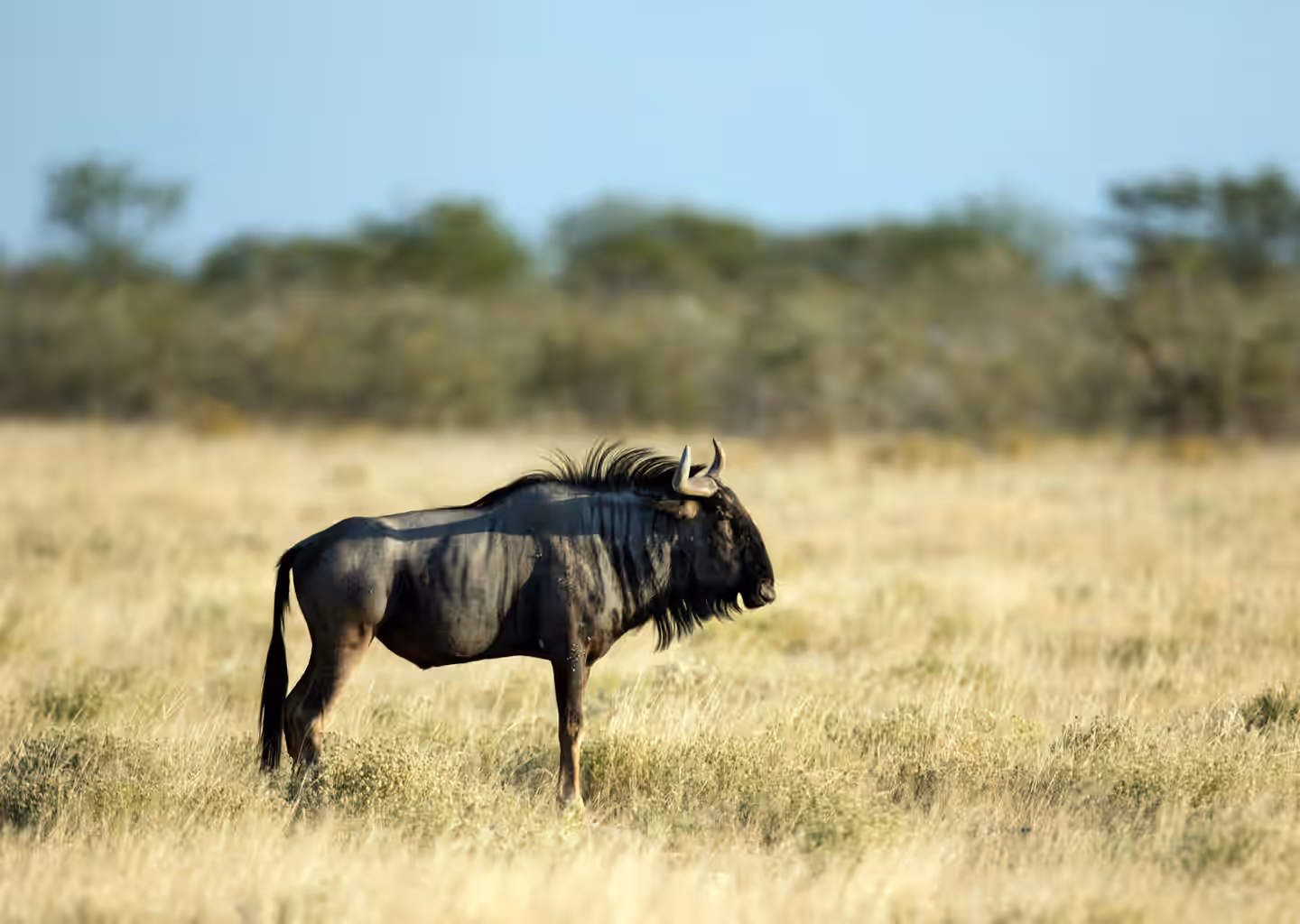 Masai Mara National Reserve Gallery Image 5