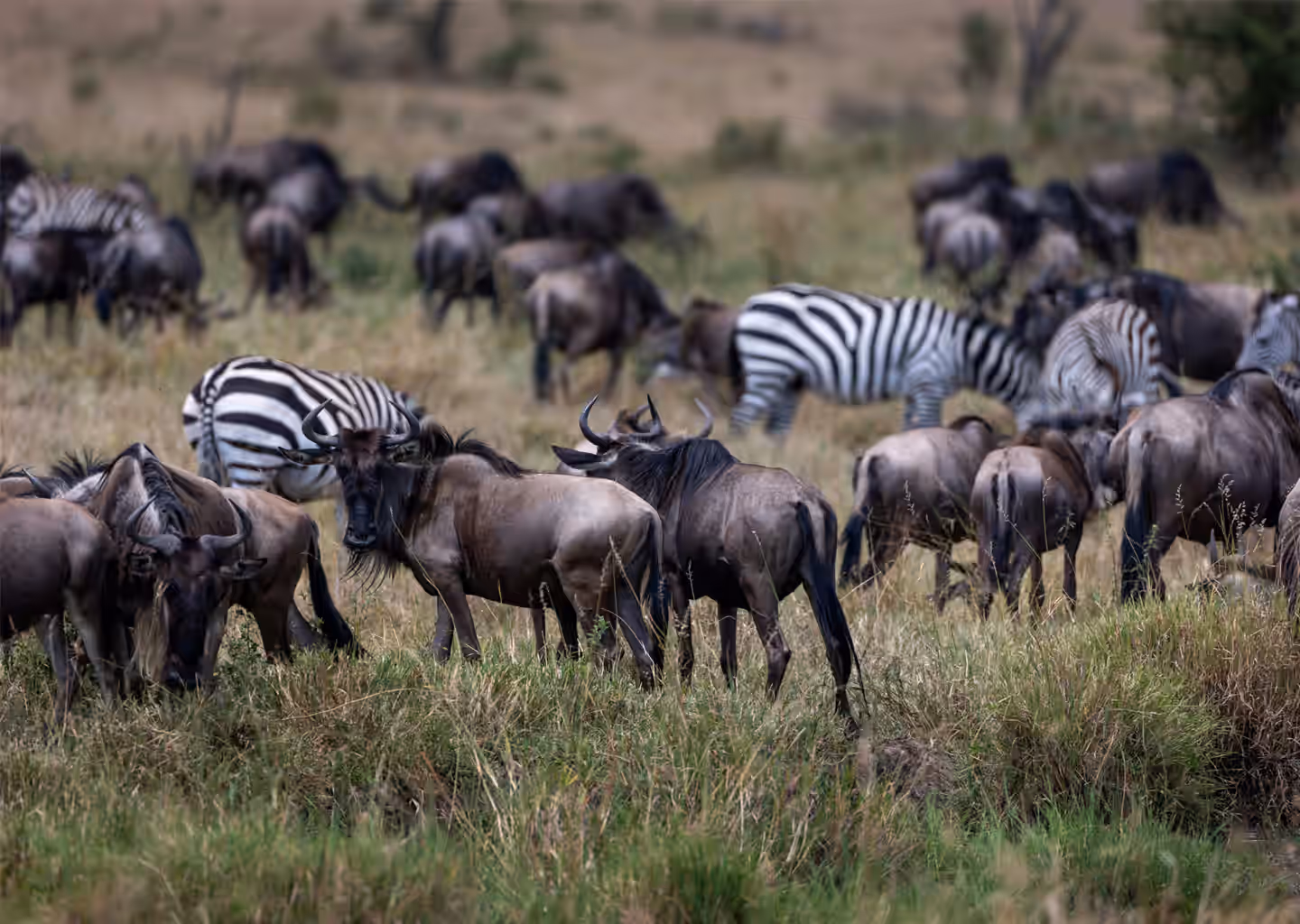 Masai Mara National Reserve Gallery Image 6