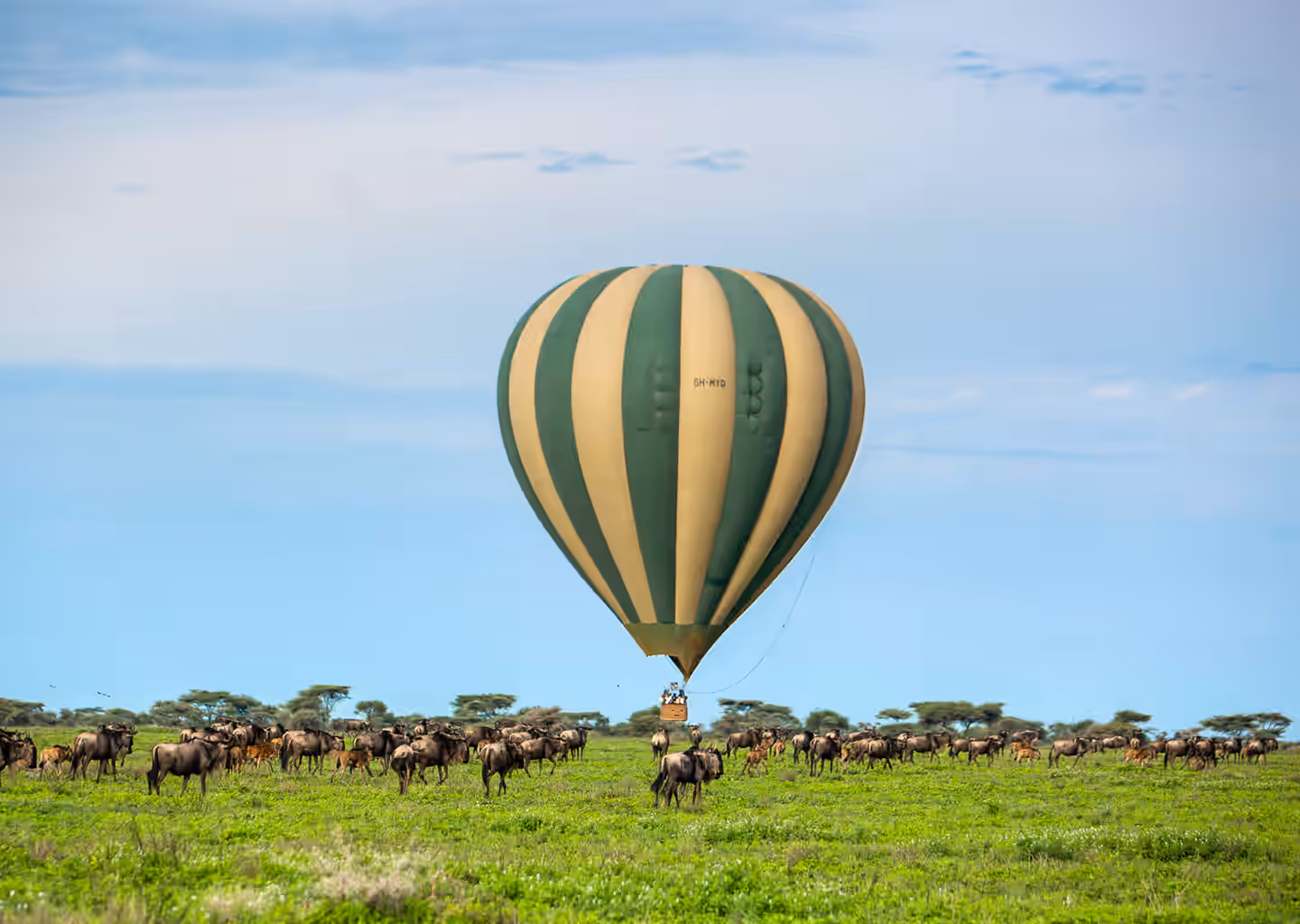 Safari Activities