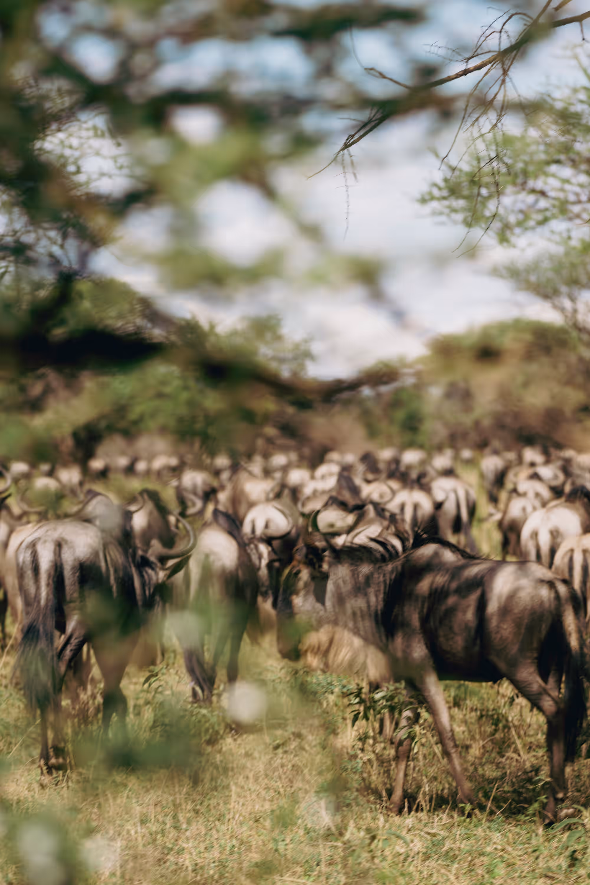 Luxury Safari with Purpose — Anti-Poaching Drone Patrols, Community Schools & Personalised Impact Reports