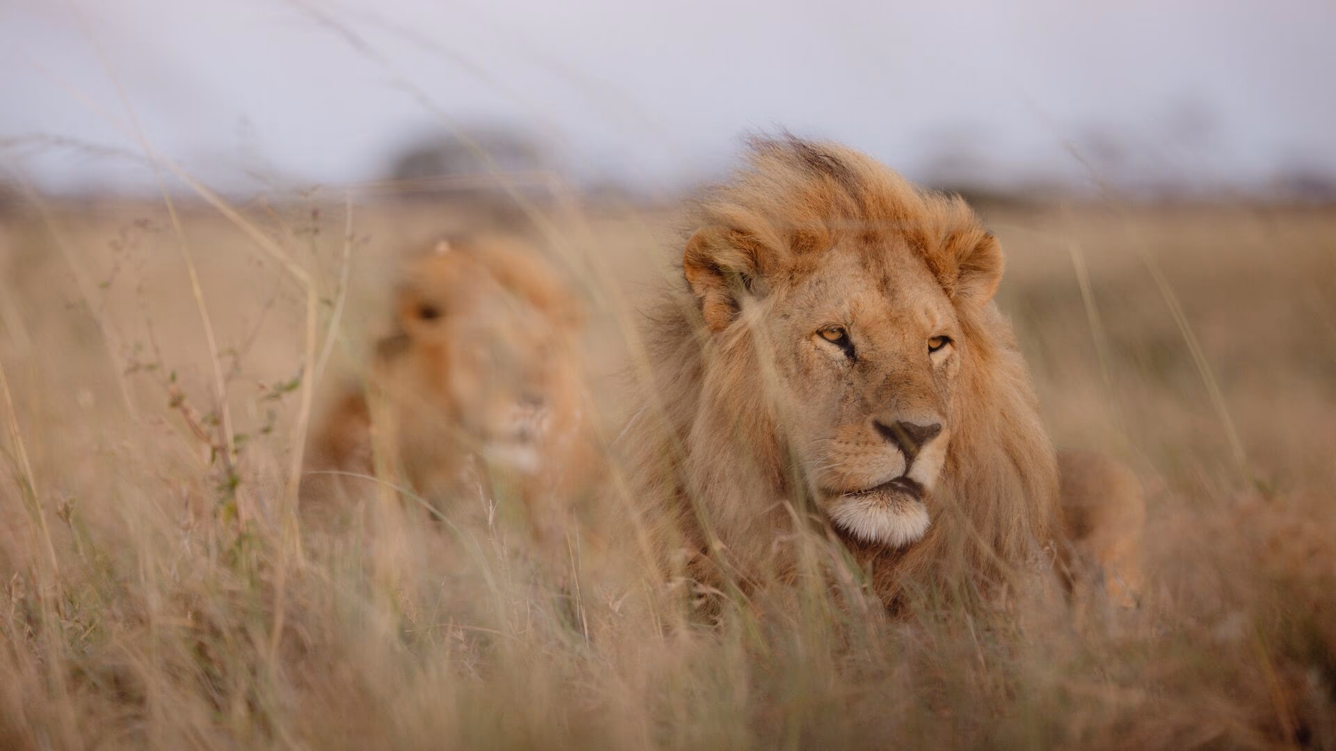 Tanzania Luxury Migration Safari | Wildlife Adventures & Cultural Immersion Experience - Gallery Image 7